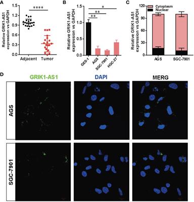 Long Non-Coding RNA GRIK1-AS1 Inhibits the Proliferation and Invasion of Gastric Cancer Cells by Regulating the miR-375/IFIT2 Axis